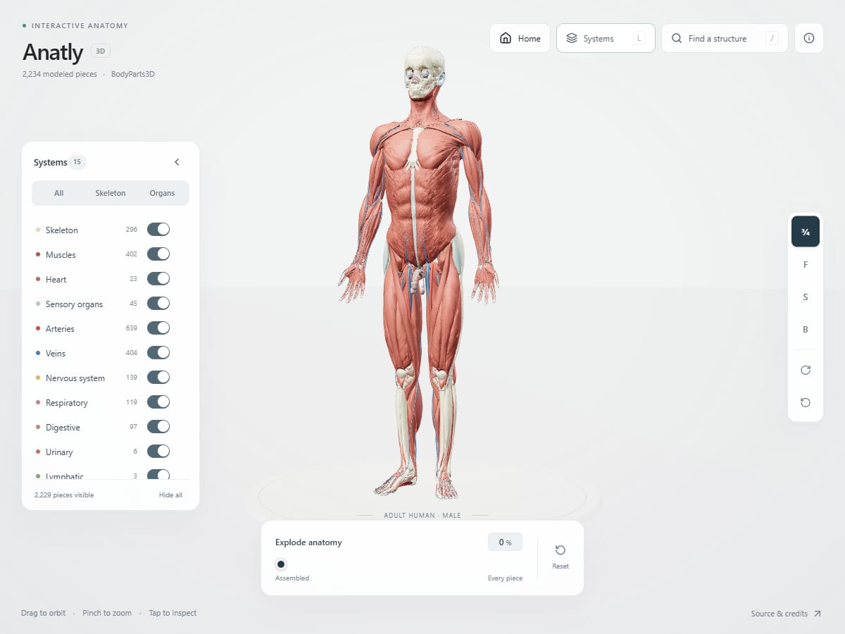 Anatly interactive 3D human anatomy showing the skeleton and muscles