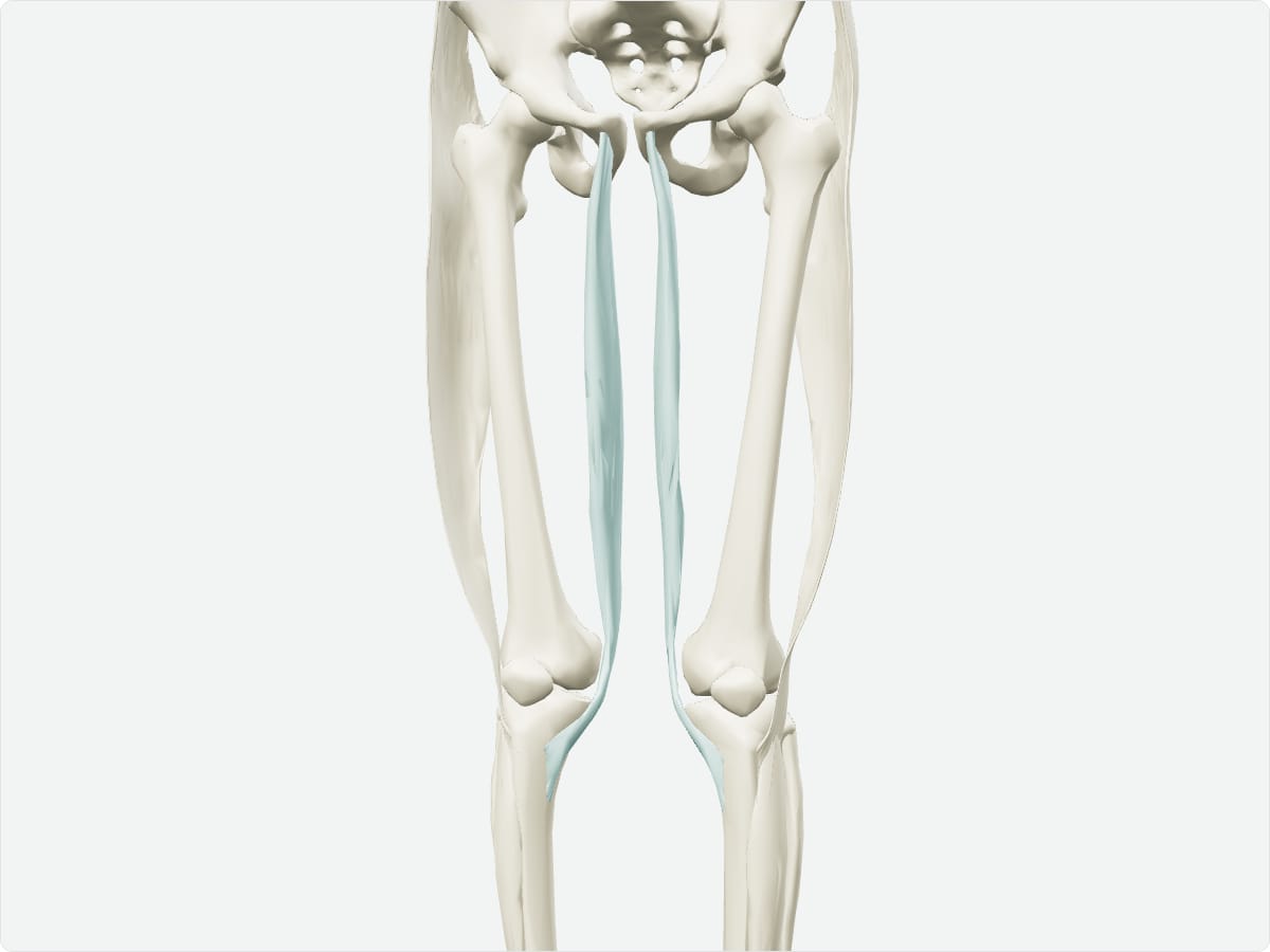 3D model of the gracilis shown with nearby bones
