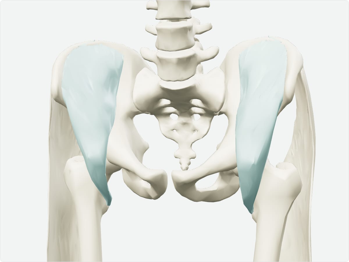 3D model of the iliacus shown with nearby bones